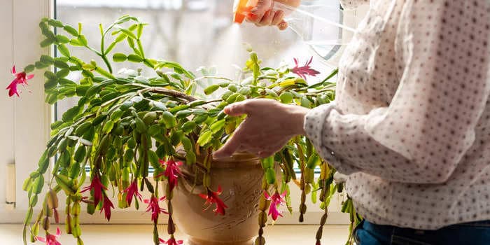 How to grow and care for a Christmas cactus houseplant