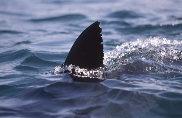 A surfer died 'from an apparent shark attack' at a California beach on Christmas Eve, officials say