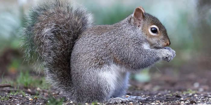 A squirrel went on a vicious Christmas rampage in a Welsh town, attacking 18 residents and animals