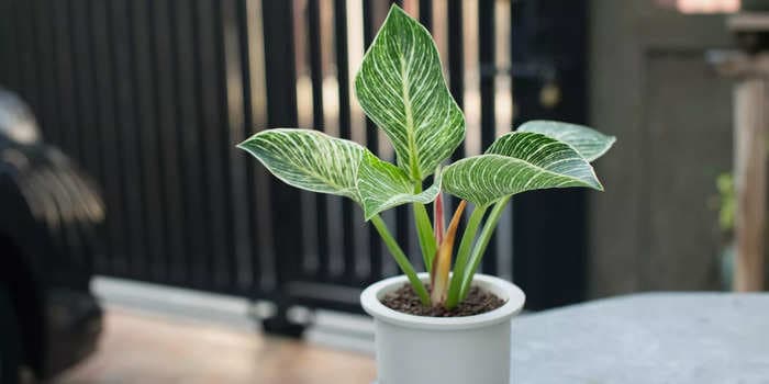 10 types of low-maintenance philodendron plants that will add a unique pop to your plant collection