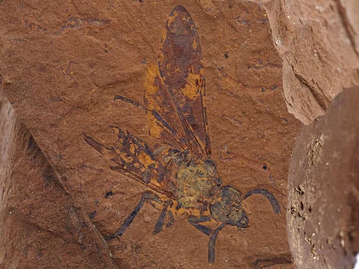 Treasure trove of 2,000 fossils reveals life in Australia's prehistoric rainforest before it turned into desert