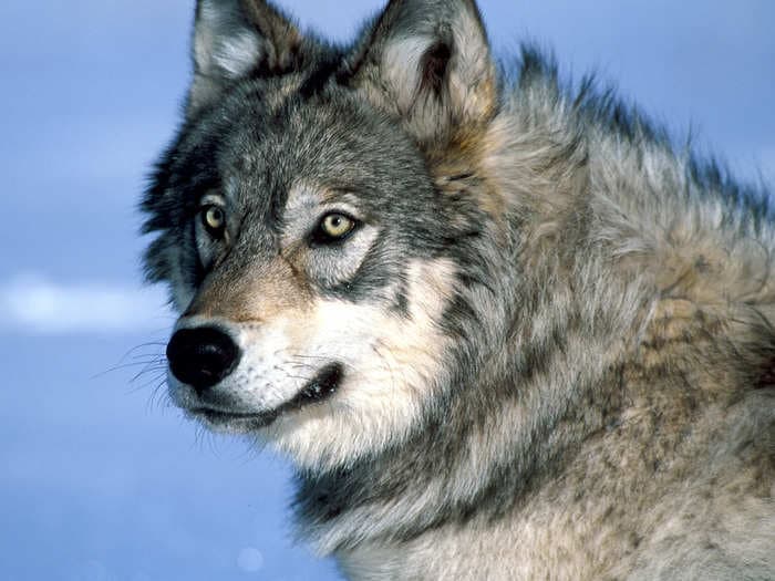 Hunters kill almost 20% of Yellowstone's gray wolves, with months still to go in the hunting season