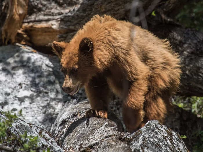 Video shows freeloading grizzly bear in Yellowstone Park hunting with wolf pack to steal elk kill