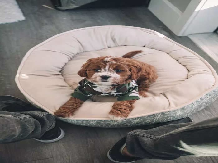 Check out these beds to keep your pets at comfort