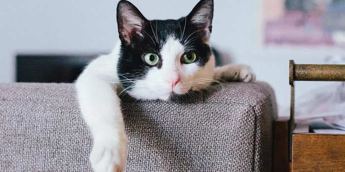 6 things your cat is trying to tell you by purring, according to vets