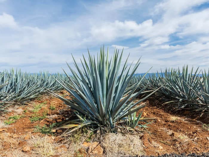 Tequila must be made from a specific type of agave plant — here's why it matters