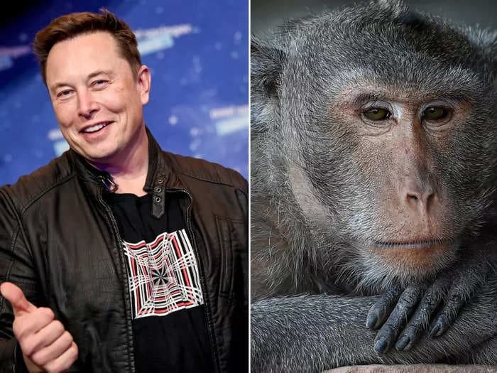 Elon Musk's Neuralink has pushed back against claims that its test monkeys endured illegal mistreatment and 'extreme suffering'