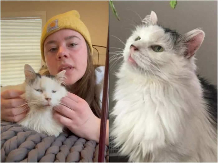 Fans are heartbroken on learning the beloved TikTok famous cat Pot Roast has died