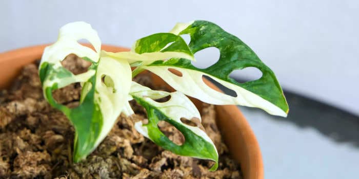 3 ways to propagate a monstera to promote growth
