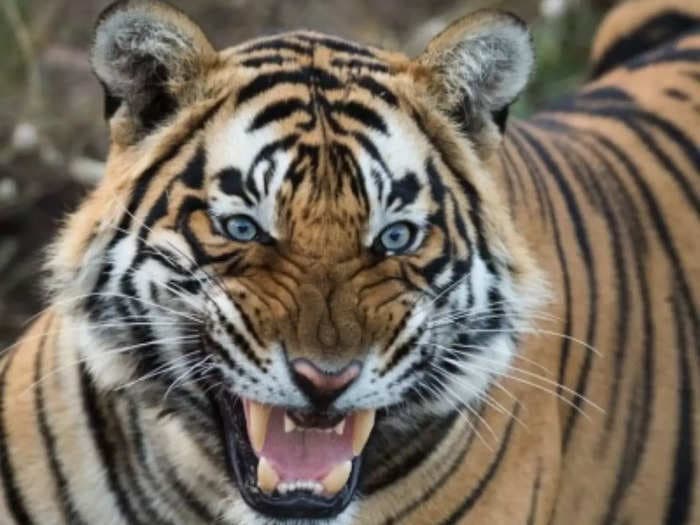 Ranthambore National Park facing tiger population explosion