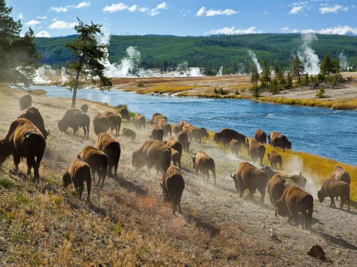 Yellowstone is celebrating 150 years as a national park &mdash; 20 incredible photos show its unmatched beauty