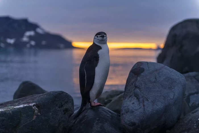 UN report warns of climate-related mass extinctions, including the disappearance of penguins and polar bears