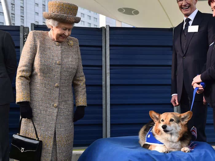 Former government minister accidentally ate Queen's dogs' biscuits during a lunch at Windsor Castle, new book says