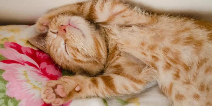 4 reasons why your furry feline snoozes most of the day