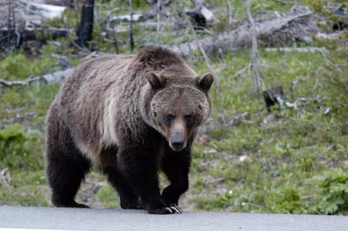 Hiker who went missing near Yellowstone Park was killed in a suspected grizzly bear attack, officials say