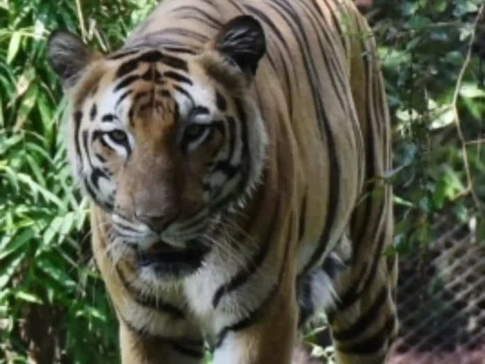 39 tigers reported dead in last four months across India, says report