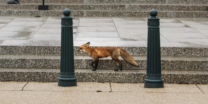 Fox that bit congressman and 8 others near the US Capitol had rabies, DC Health says