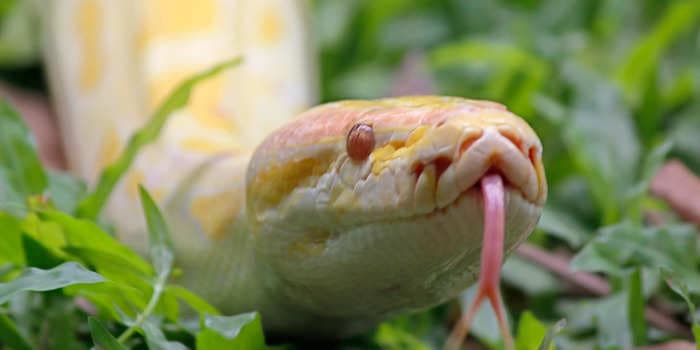 A Maryland man with 124 pet snakes in his home died of a snake bite, officials said