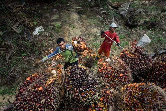 Palm oil prices reverse as world cooking-oil leader Indonesia reportedly will still allow some exports after surprise ban