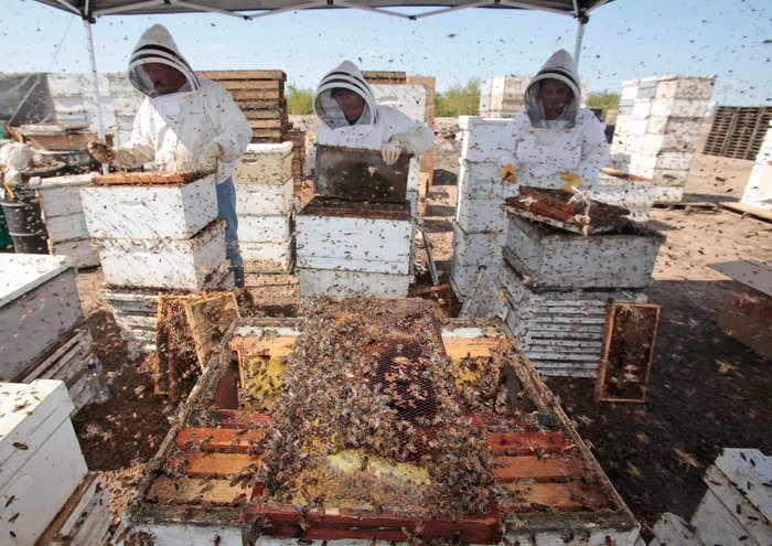 Millions of bees that were transported on a Delta flight died in extreme heat after being left on the tarmac in Atlanta