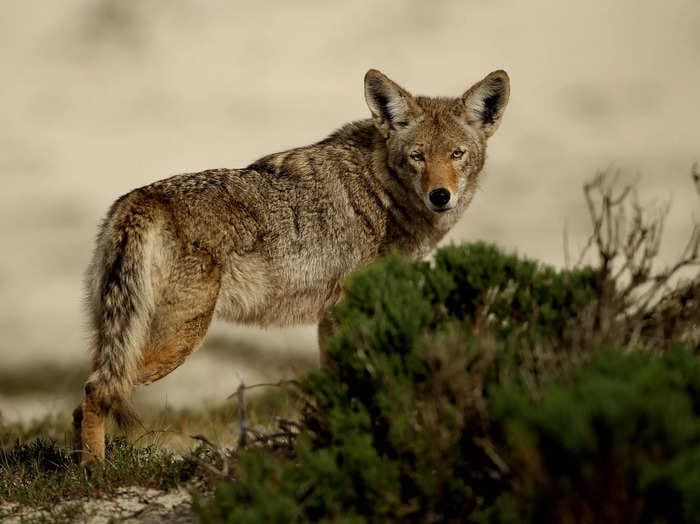 A video shows the shocking moment a toddler was attacked by a coyote while on a California beach with her family