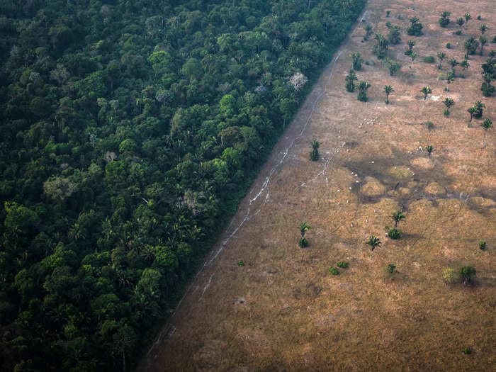 Deforestation and logging aren't just decimating the Amazon's forests. They're making them quieter.