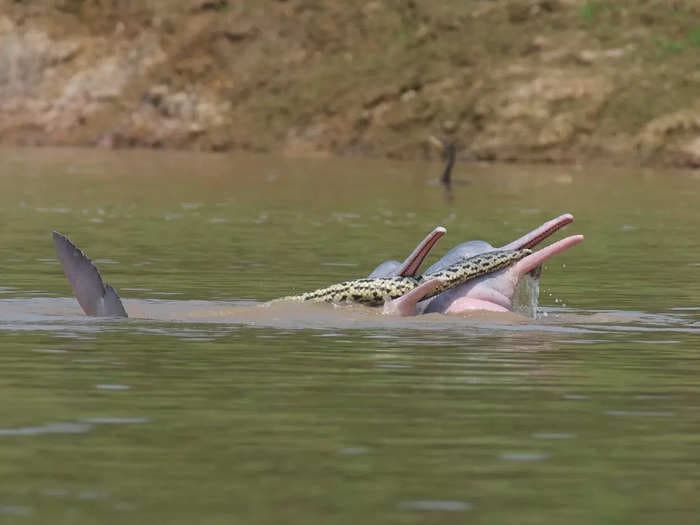 2 male dolphins were seen playing with an anaconda while sexually aroused in a perplexing encounter captured by researchers