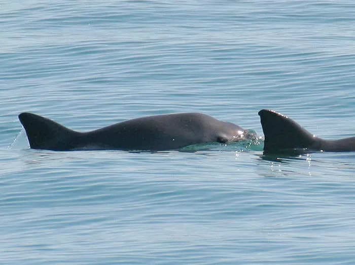 Only 10 vaquita porpoises remain in the wild, but scientists say the world's smallest marine mammal could still make a comeback