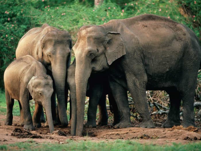 Scientists unravel the mystery of how elephants mourn their dead thanks to YouTube, report says