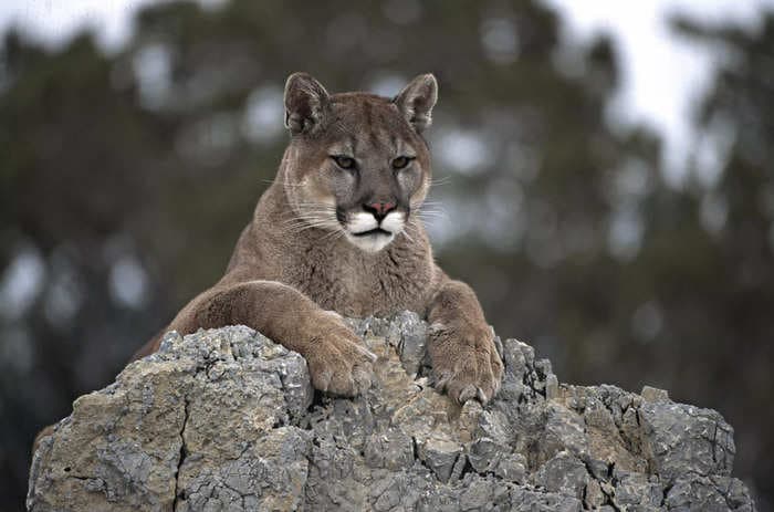A California woman was saved from a mountain lion attack by her heroic pet dog