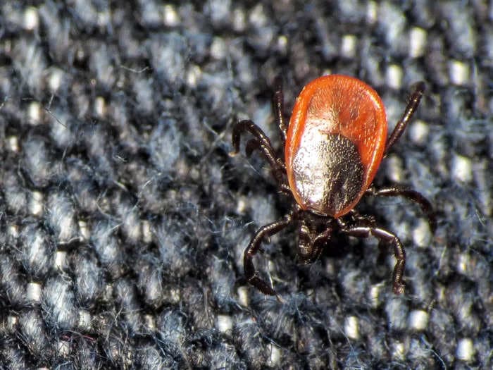 What to know about Powassan virus, a tick-borne disease that can cause fatal brain infection