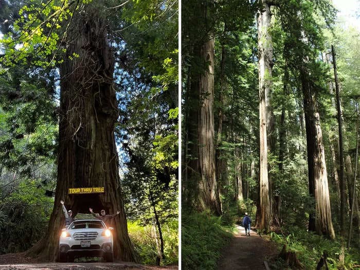 I went to see the world's tallest trees in California's Redwood National Park. Here are 7 things that surprised me.