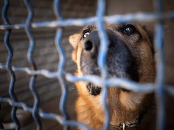 A California animal shelter owner requires people to support gun control — and not be an NRA member — to adopt a pet