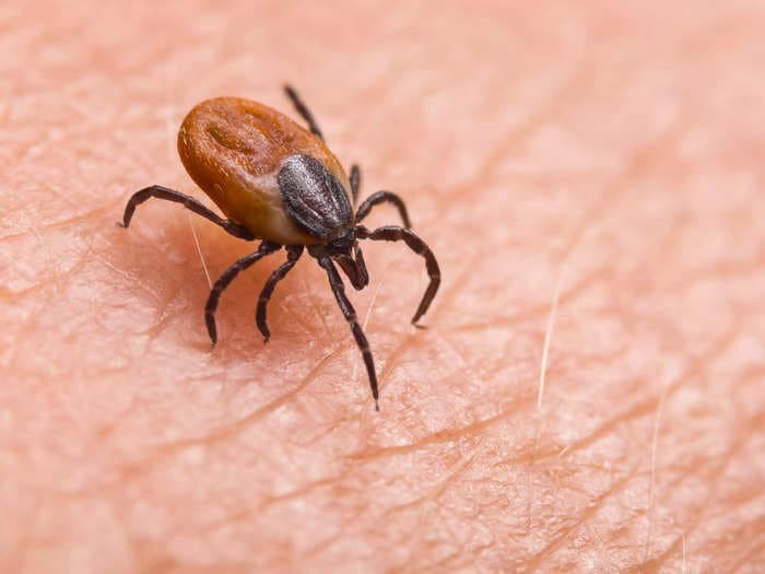 Almost 15% of people worldwide have had Lyme disease, research suggests. Side effects can include life-threatening heart inflammation and arthritis.