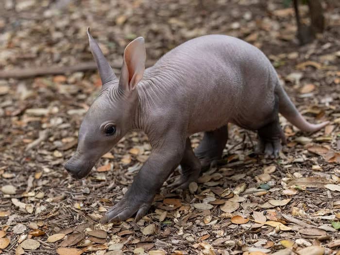 Photos and video show the first aardvark cub born at the San Diego Zoo in over 35 years