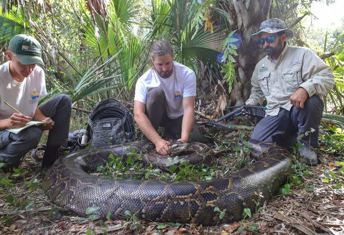 Giant Burmese python weighing 215 pounds that preyed on white-tailed deer is the heaviest ever captured in Florida, say biologists