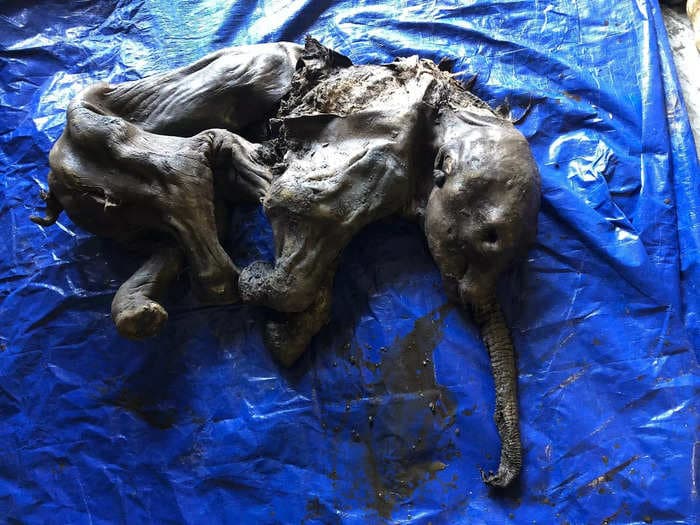 A near-perfect 30,000-year-old baby woolly mammoth discovered in Yukon's Klondike gold fields
