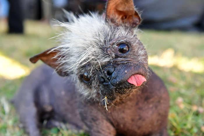 Mr. Happy Face, a 17-year-old rescue pup who was once given a few weeks to live, crowned 'World's Ugliest Dog'