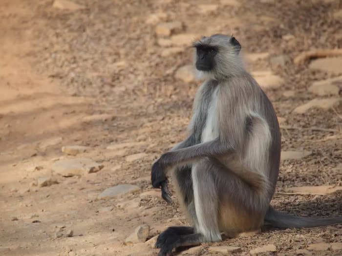 Langur smuggling racket busted in UP; 20 animals rescued and two arrested