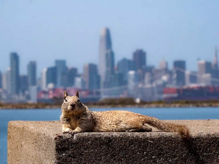 11 standout animal photos from this year's Urban Wildlife Photo Awards