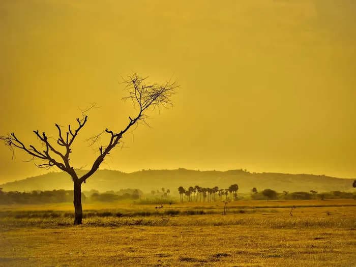 What Happened to Green India? Ranked Lowest as per Environmental Performance Index, India Disputes Methodology