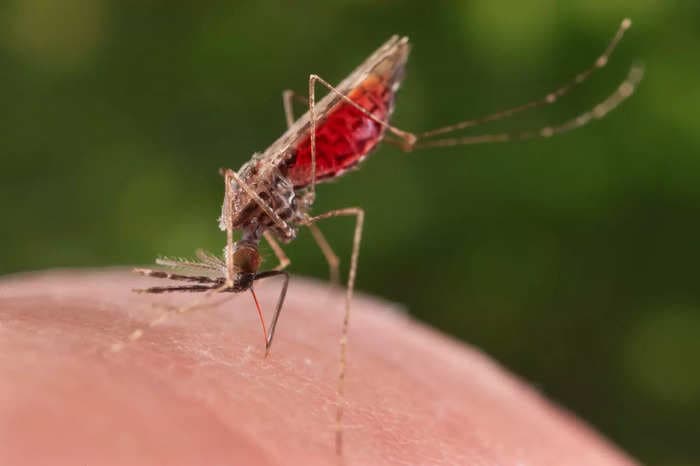 US health officials brace for mosquito-borne virus that can cause paralysis and death as temperatures rise