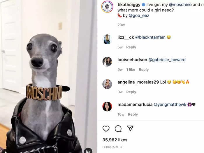 A talent agency shares how to turn your dog or cat into an Instagram celebrity