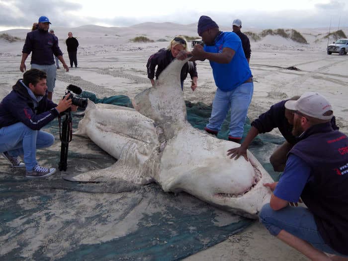 A pair of orcas are hunting great white sharks to eat their livers, causing the species to flee the coast of South Africa