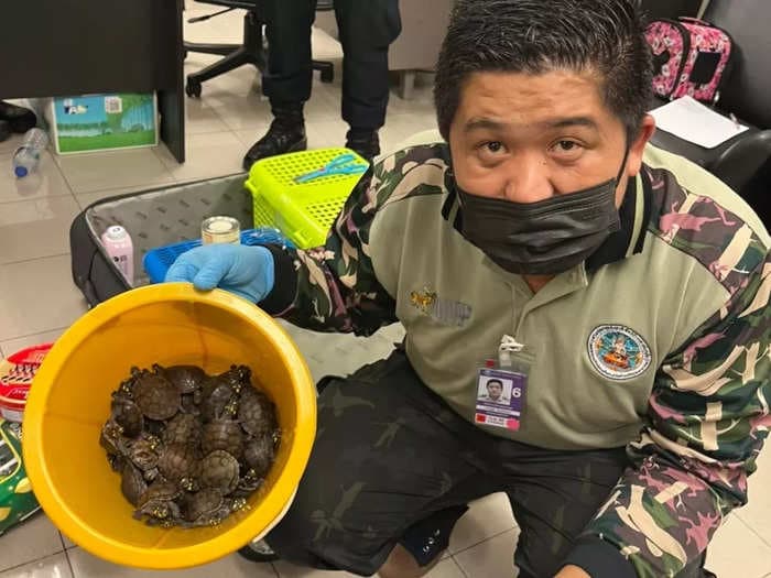 Porcupines among 109 live animals smuggled in 2 suitcases discovered at Bangkok airport