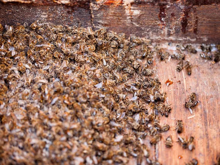 Australia is exterminating tens of millions of bees to save its honey industry