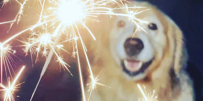 Why some dogs are more scared of fireworks than others