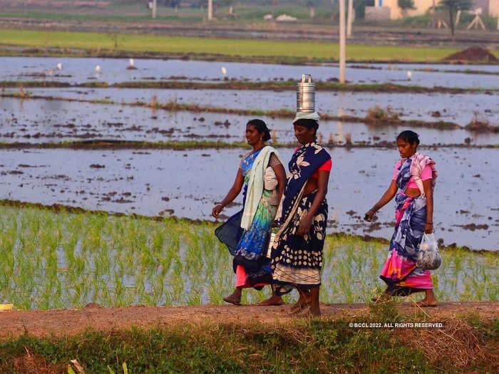 Rice, cereal sowing suffers due to delayed monsoons drenching hopes of moderating food prices