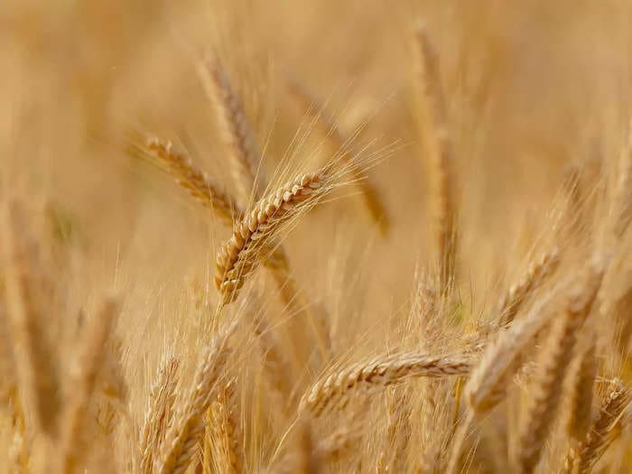 After a ban in May, government mulls an approval framework for wheat exports