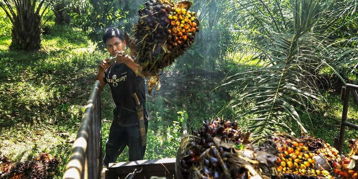 Indonesia, the world's top cooking-oil exporter, may cut a palm oil levy to boost shipments after a prior ban swelled inventories